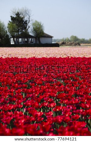 Field of tulips, holland