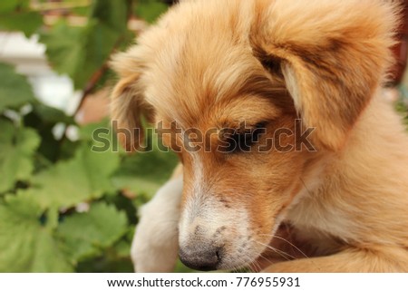 Ginger puppy. Selective focus. Symbol of 2018 year. Close up