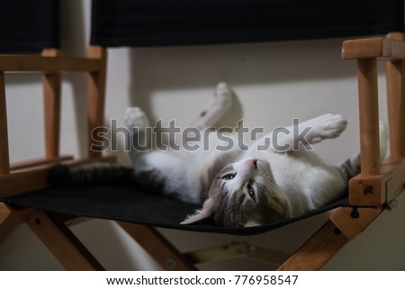 cat relax on chair
