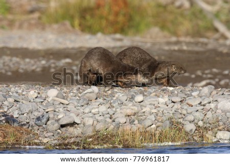 River Otter  Yellowstone N.P., Wyoming