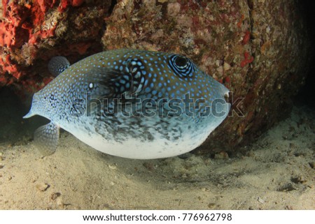 Bluespotted Puffer fish