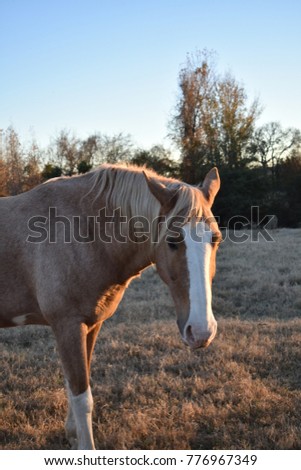 Horse at Sunset Portrait