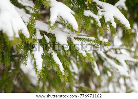 Beautiful Winter Background. Scenic Wintertime Wallpaper. Snow-covered fir tree branches close up outdoors with selective focus. Nature Web banner with copy space
