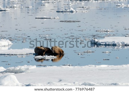 Walrus on the ice in Arctic