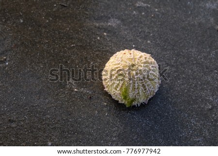 small living sea urchin on the black sand on the beach.