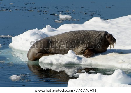 Beautiful strong Walrus in Arctic