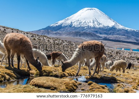 Visit to the Lake Chungara in the Lauca National Park, far north of Chile. Sitting at 4500m above sea level, the landscapes consist of many volcanoes, including Parinacota.