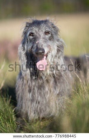 Scottish Deerhound, most perfect creature of heaven Royalty-Free Stock Photo #776988445