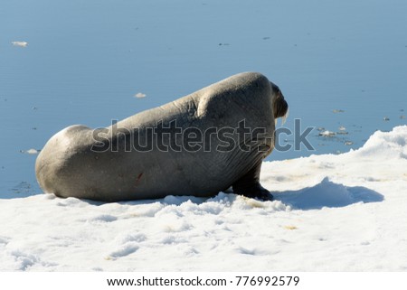 Walrus on the snow in Arctic