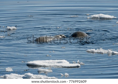 Walrus swims in the water in Arctic