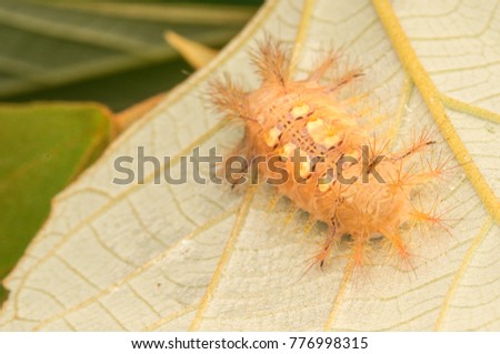 Caterpillar with close up view.