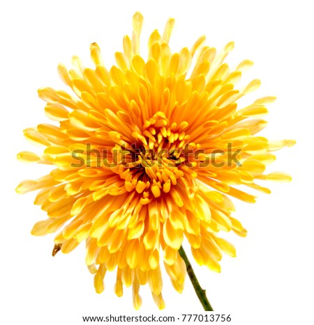 Chrysanthemum flower on a long stem on white isolated background