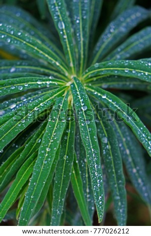 
water droplets on leaves