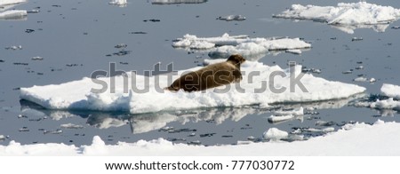 Walrus on the ice piece in Arctic