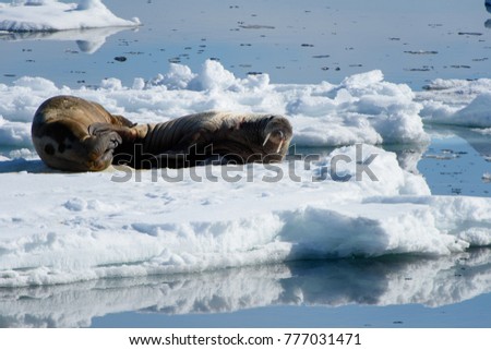 Walrus in Arctic