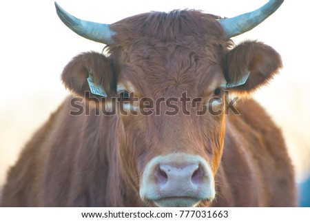 Wild cow in the winter
