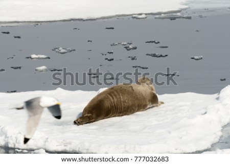 Walrus on the ice piece in Arctic