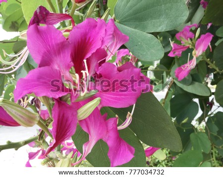 Pink Bauhinia ,Chongkho with green leaf background