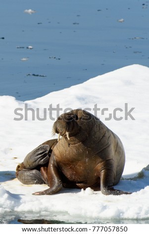 Beautiful strong Walrus in Arctic