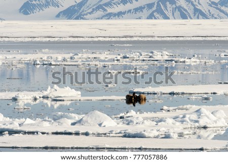 Walrus on the ice in Arctic