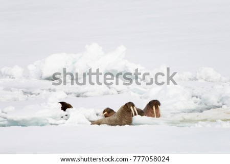 Flock of Walrus in Arctic