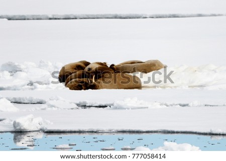 Flock of Walrus in Arctic