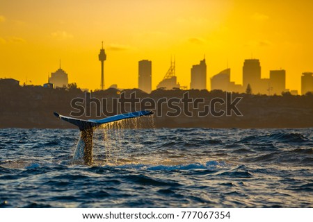 Humpback whale off South Head, Sydney Harbour, NSW, Australia during sunset