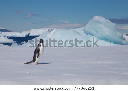 Adelie Penguin on an ice flow, beautiful ice in background with blue skies. 