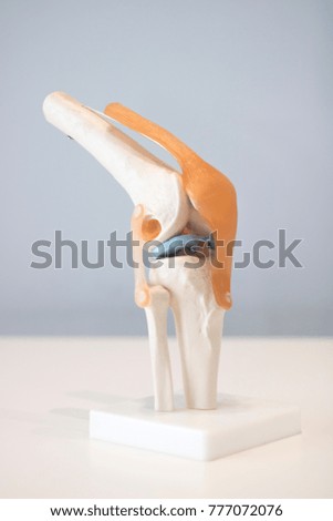Anatomic Model Knee