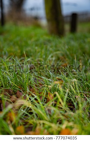 Winter grass and leaves on the early morning