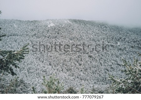 Snowy pine trees landscape. madrid Spain