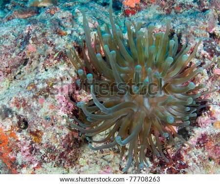 Giant Sea Anemone picture taken in south east Florida.