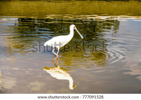 White Duck and duck reflection in a water lake
