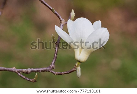 White big Magnolia in the background leaves