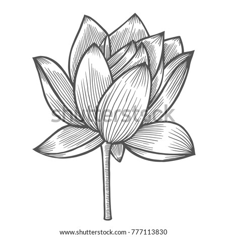 Water Lily flower illustration, line pattern. Vector artwork. Coloring book page for adult. Love bohemia concept for wedding invitation card, ticket, branding, boutique logo, label.