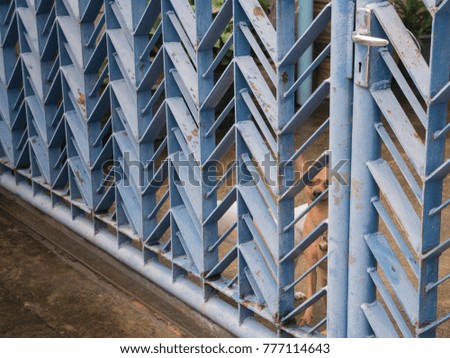 The Brown Chihuahua behind The Blue Old Iron Gate