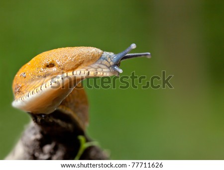 Orange Slug Macro