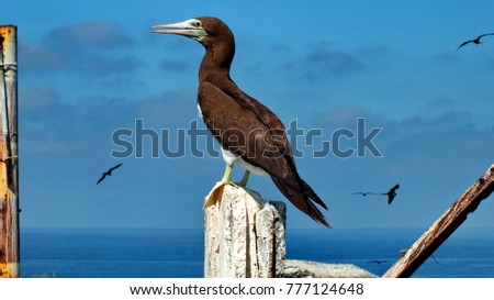 Brown Booby - Isla Isabel, Mexico.