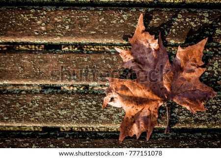 The background picture of maple leaf in old wood 