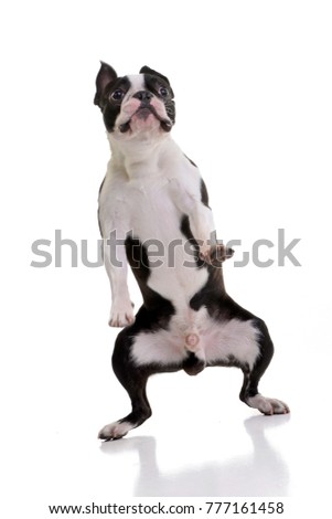 Funny shot of an adorable Boston Terrier standing on hind legs - isolated on white background.