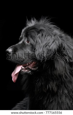 Portrait of an adorable Newfoundland dog - isolated on black background.