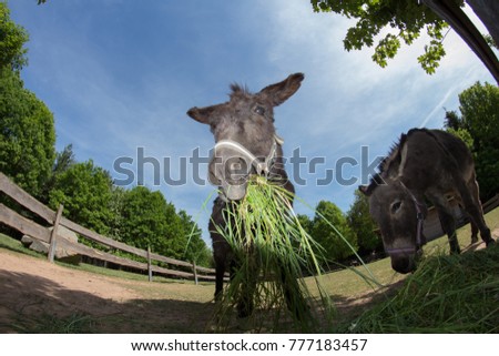 A horizontal image of two donkeys on a pasture fenced fence. Before donkeys a bunch of fresh grass. Behind them is a blue sky. The clumps chew the grass.