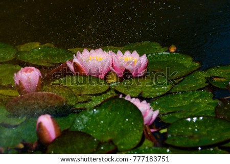 Raindrops on pink water lilies in a pond surrounded by lily pads. 