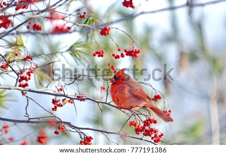 Male Northern Cardinal (Cardinalis cardinalis) eating red berries  Royalty-Free Stock Photo #777191386