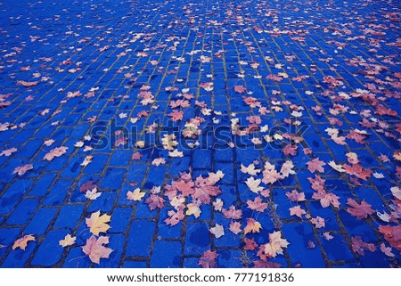 background of fallen leaves / yellow and orange fallen autumn leaves on the ground in a city park. Texture of autumn leaves, concept of autumnal picture