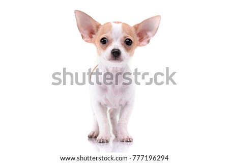 Studio shot of an adorable Chihuahua puppy standing on white background. Royalty-Free Stock Photo #777196294