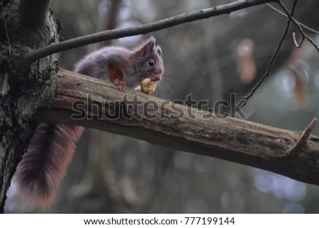 Squirrel on a branch in the forest in the netherlands eating chestnut