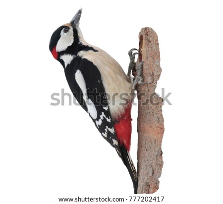 male isolate Great spotted woodpecker Royalty-Free Stock Photo #777202417