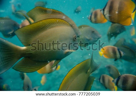 Interesting photos of Underwater, Fish in Indonesia