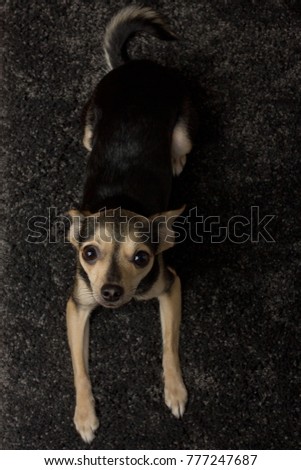 Dog Toy Terrier lying on a gray carpet,playing with a ball and looking for the owner